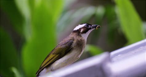 鳥來家裡築巢風水